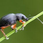 Lalokonosec černý / Otiorhynchus coecus, Krušné hory, Přírodní park Bezručovo údolí