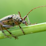 Tesařík pruhovaný, samice / Oxymirus cursor, female, Krušné hory