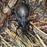 Střevlík hajní (Carabus nemoralis), Hradišťany