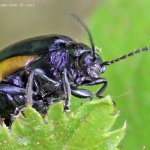 Bázlivec olšový - samice (Agelastica alni - female), Hradišťany