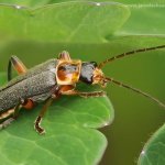 Páteříček černavý (Cantharis nigricans), Hradišťany