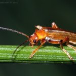 Páteříček červený (Cantharis rufa), Hradišťany