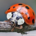 Slunéčko východní - samice (Harmonia axyridis var. succinea - female), Hradišťany