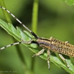 Tesařík úzkoštítý (Agapanthia villosoviridescens), Hradišťany