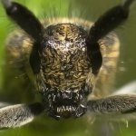 Tesařík úzkoštítý (Agapanthia villosoviridescens), Hradišťany