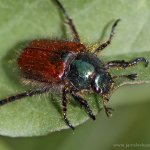 Listokaz zahradní (Phyllopertha horticola), CHKO Moravský kras