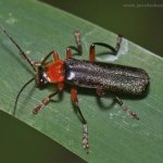 Páteříček (Cantharis pellucida), Hradišťany