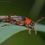 Páteříček (Cantharis pellucida), Hradišťany