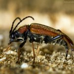 Tesařík obecný - samice (Stictoleptura rubra rubra - female), Hradišťany