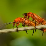 Páteříček žlutý (Rhagonycha fulva), Staňkov