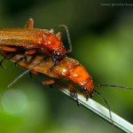 Páteříček žlutý (Rhagonycha fulva), Staňkov