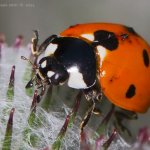 Slunéčko sedmitečné (Coccinella septempunctata), Staňkov - Krchleby