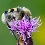 Zdobenec skvrnitý (Trichius fasciatus), Staňkov - Krchleby