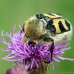 Zdobenec skvrnitý (Trichius fasciatus), Staňkov - Krchleby