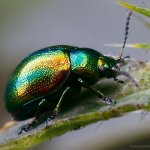 Mandelinka nádherná (Chrysolina fastuosa), Staňkov