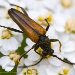 Tesařík černošpičký - samec (Stenurella melanura - male), Staňkov - Krchleby