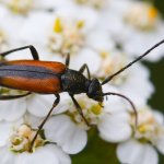 Tesařík černošpičký - samice (Stenurella melanura - female), Staňkov - Krchleby