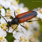 Tesařík černošpičký - samice (Stenurella melanura - female), Staňkov - Krchleby