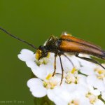 Tesařík černošpičký - samec (Stenurella melanura - male), Staňkov - Krchleby