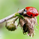 Slunéčko východní - samice (Harmonia axyridis - female), Staňkov - Krchleby