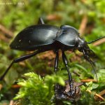 Střevlík hladký (Carabus glabratus), Hradišťany