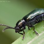 Kohoutek modrý (cf. Oulema gallaeciana), Hradišťany