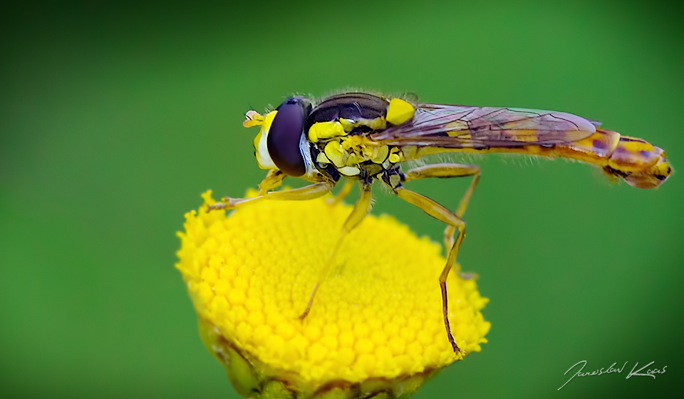 Pestřenka psaná - samec (Sphaerophoria scripta - male), Radčický les