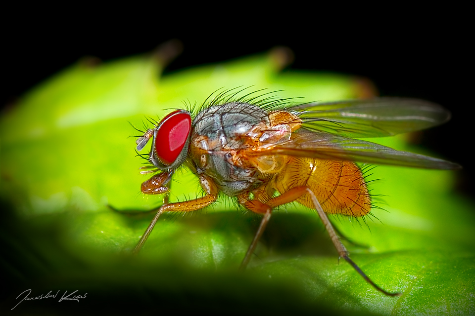 Slunilka - samice (Phaonia rufiventris - female), Hradišťany