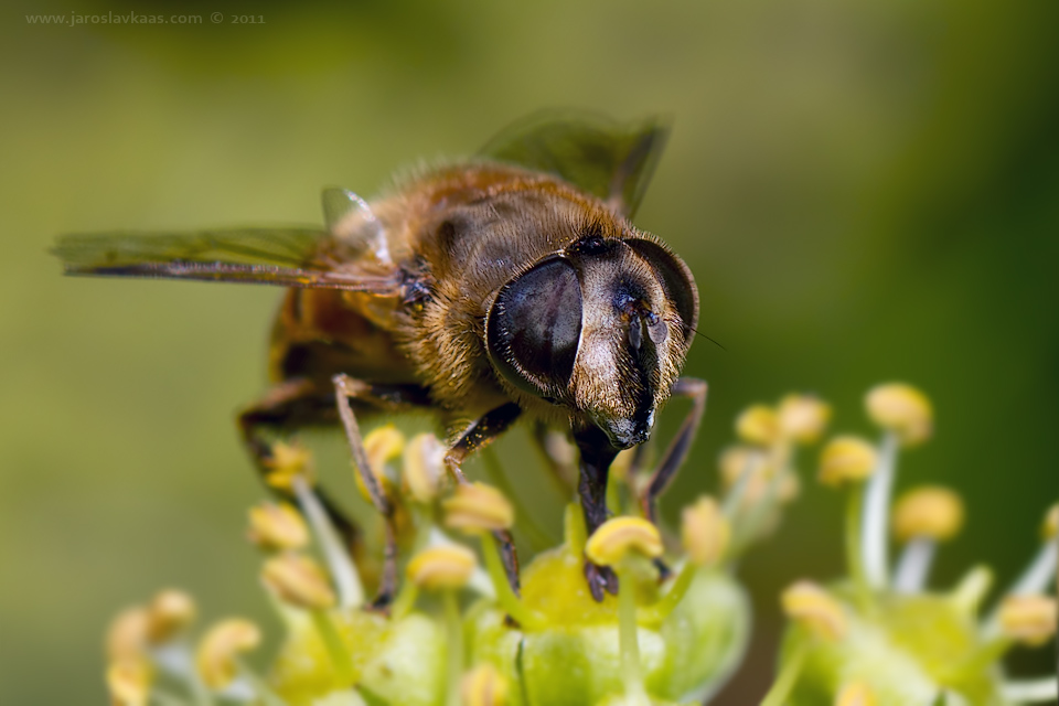 Pestřenka trubcová - samice (Eristalis tenax - female), Staňkov