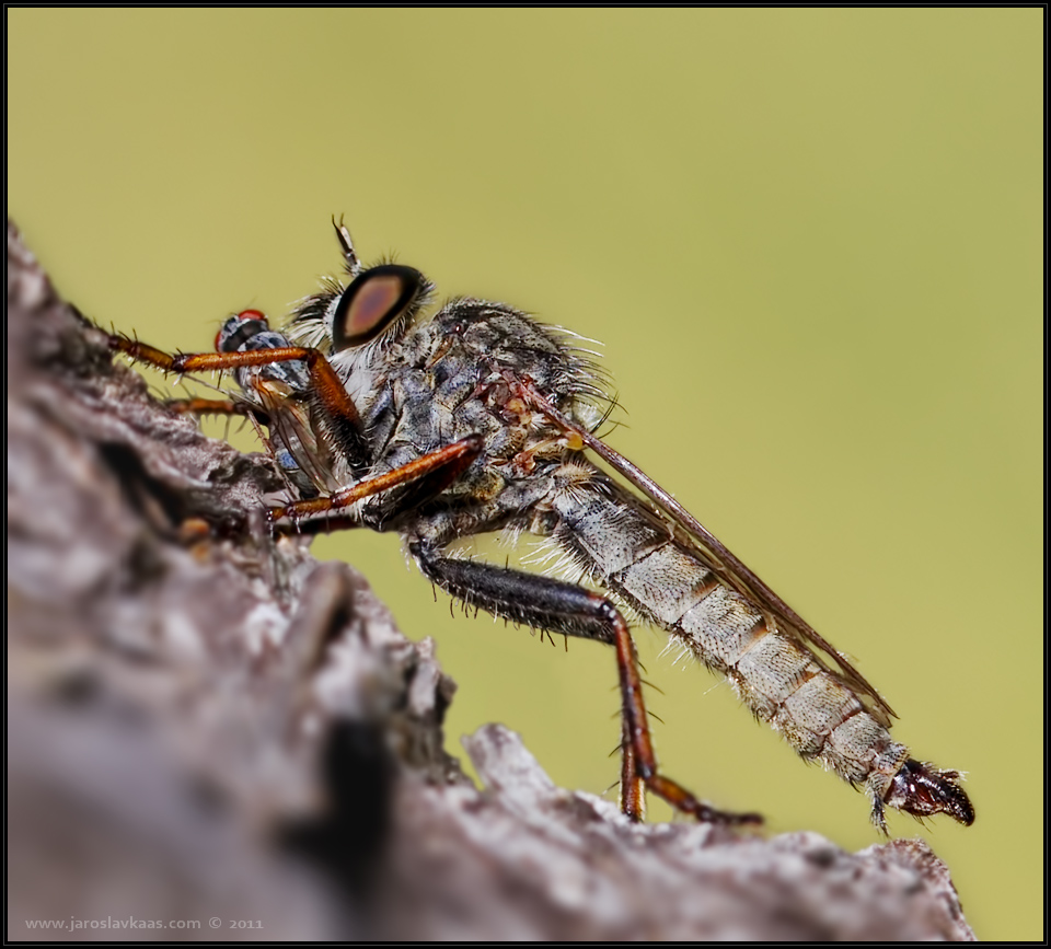 Roupec - samec (cf. Tolmerus atricapillus - male), Chlumská hora