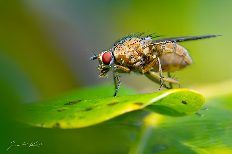 Květilka - samice (Pegomya testacea - female), Staňkov