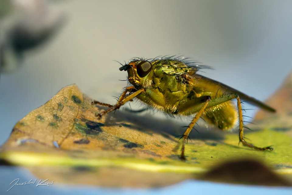 Výkalnice hnojní (Scathophaga stercoraria), Staňkov