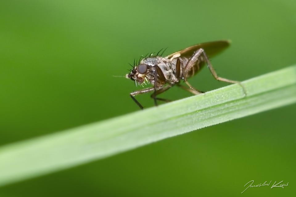 Mušenka - samice (Lonchoptera bifurcata - female), Hradišťany