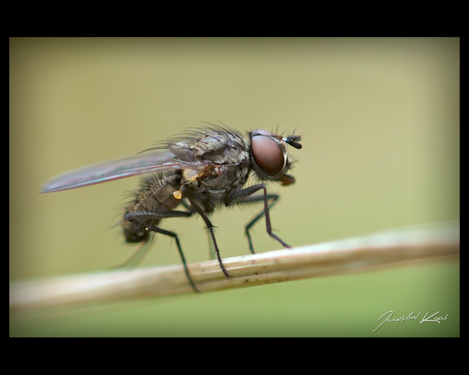 Anthomyiidae sp., Staňkov - Krchleby