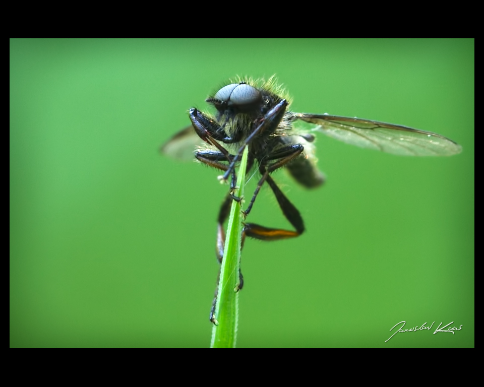 Muchnice jarní - samec (Bibio lanigerus - male), Plzeň, Radčický les