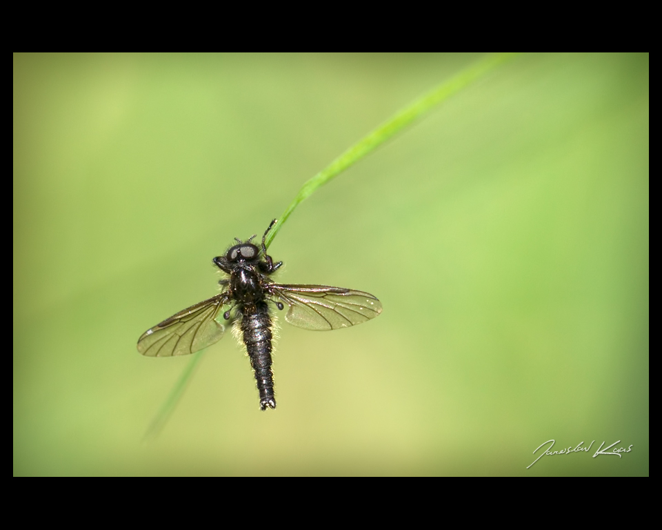 Muchnice jarní - samec (Bibio lanigerus - male), Plzeň, Radčický les