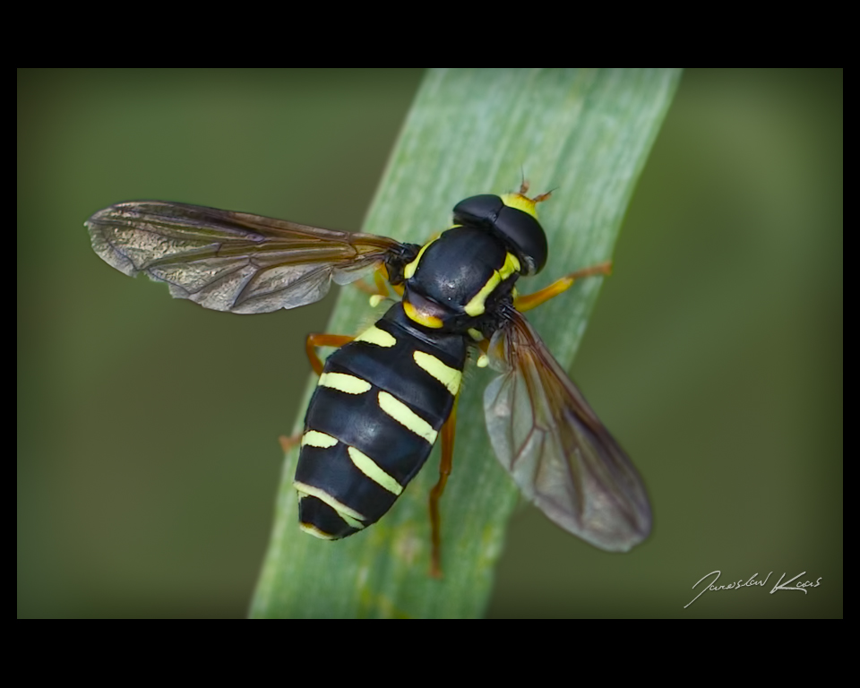 Pestřenka - samec (Xanthogramma citrofasciatum - male), Plzeň, Radčický les