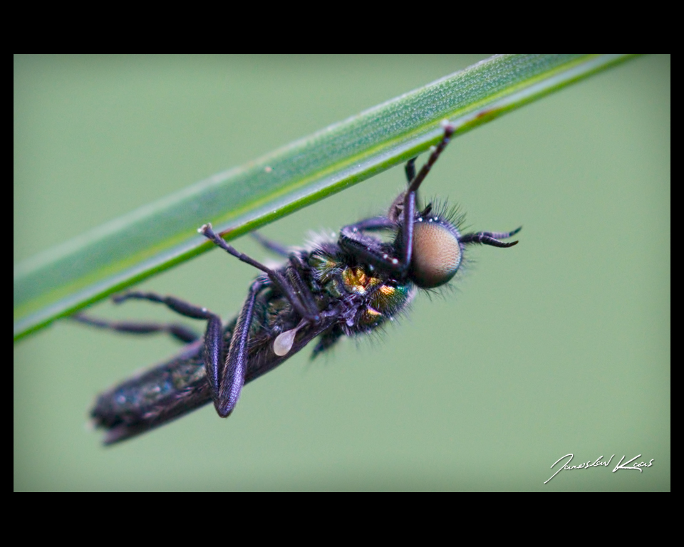 Actina chalybea - female, Chlumská hora