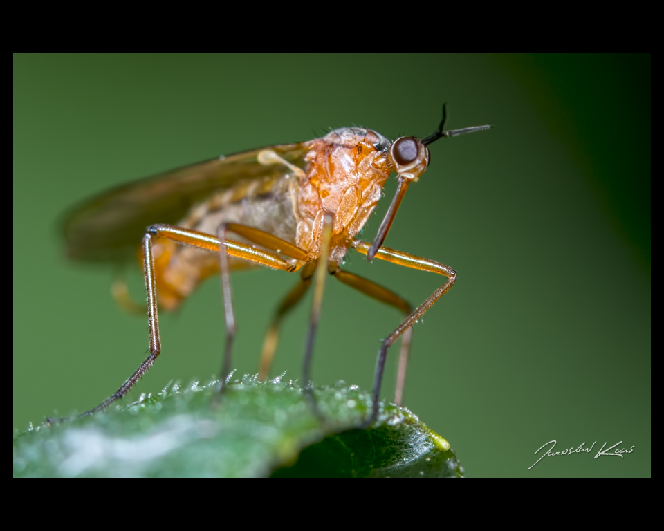 Kroužilka - samec (Empis trigramma - male), Chlumská hora