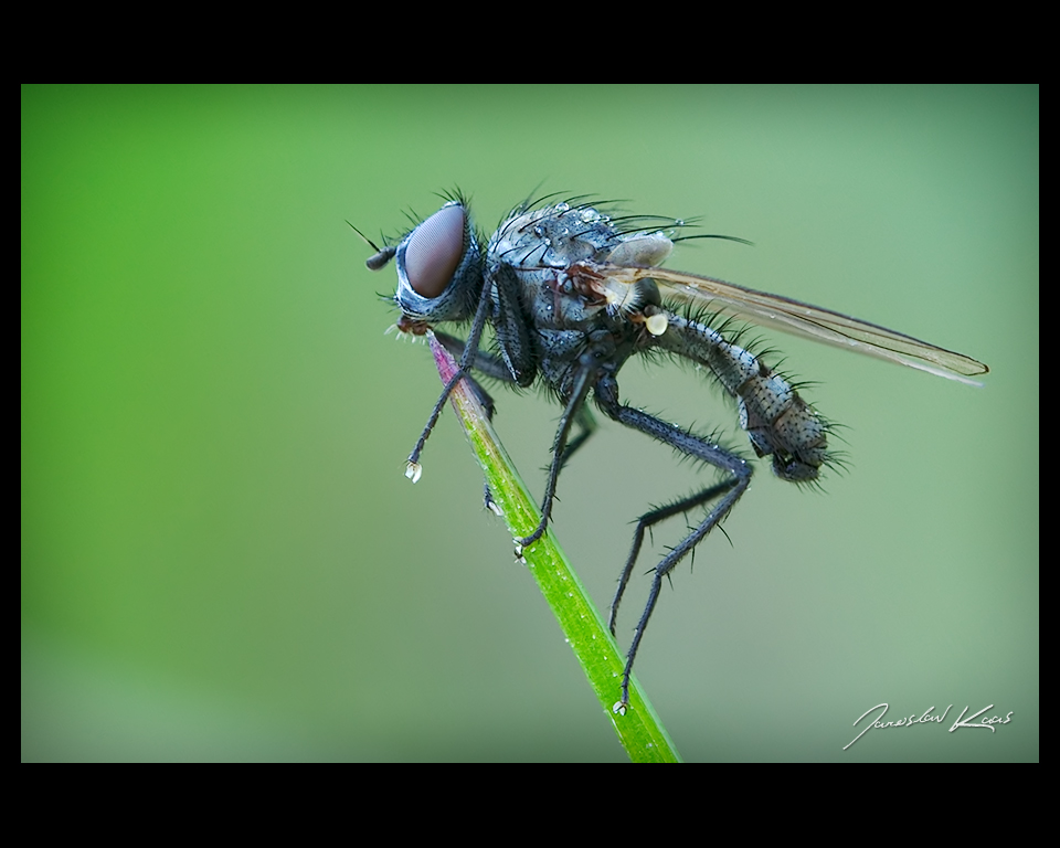 Anthomyiidae sp., Hradišťany