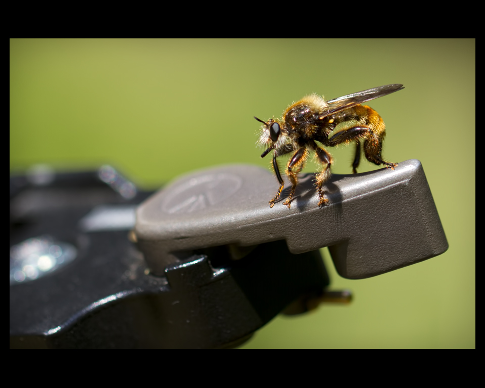 Roupec žlutý - samec (Laphria flava - male), Hradišťany