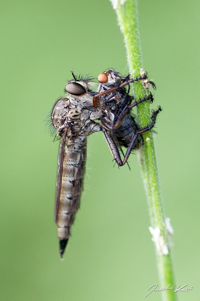 Roupec, samice / Tolmerus cf. atricapillus, female, CHKO Pálava, Klentnice, kamenný kruh