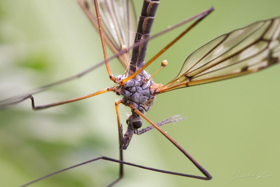 Tiplice obrovská, samec / Tipula cf. maxima, male, Františkovy Lázně, Krapice