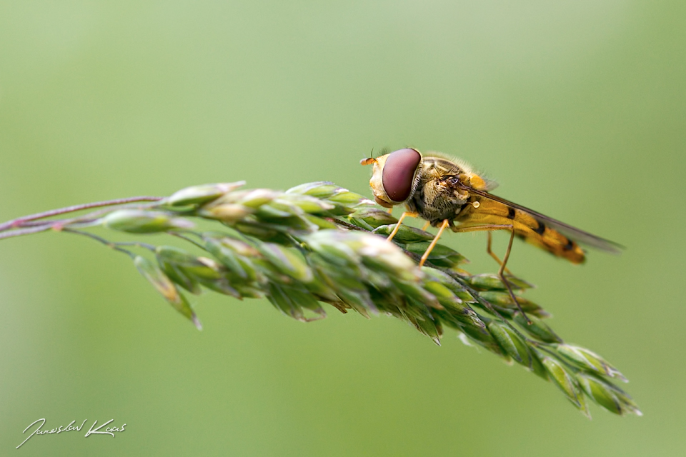 Pestřenka pruhovaná - samec (Episyrphus balteatus - male), Krkonošský národní park