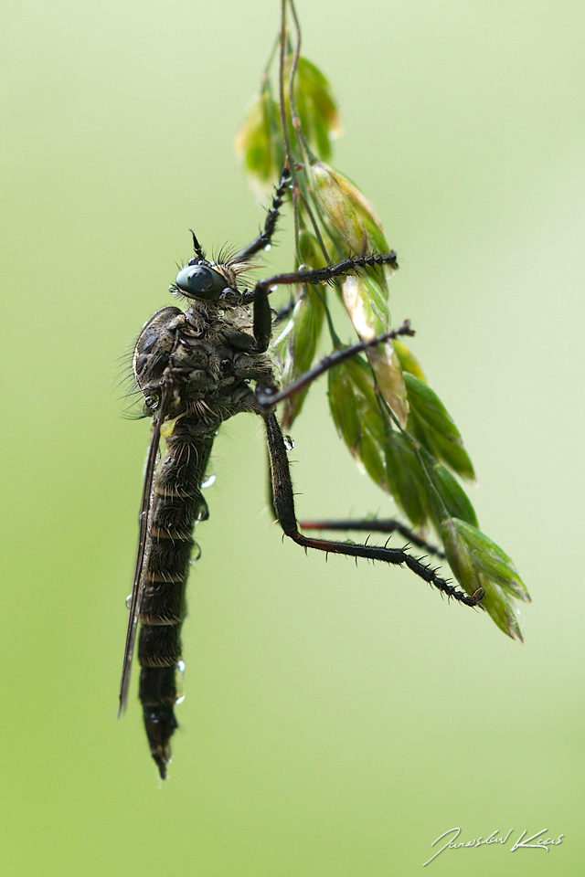 Roupec, samice / Stilpnogaster aemula, female, Krkonošský národní park