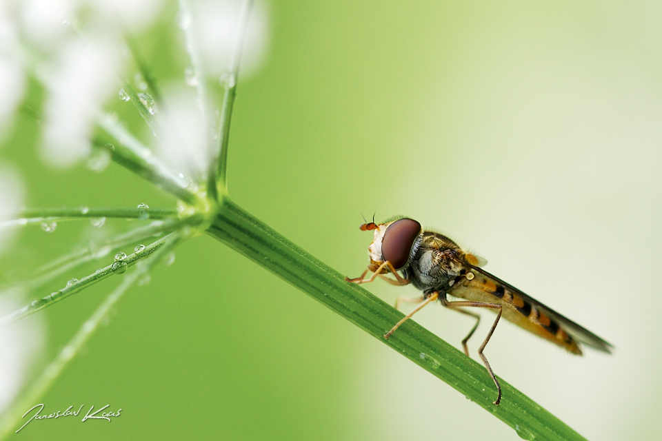 Pestřenka pruhovaná - samice (Episyrphus balteatus - female), Krkonošský národní park