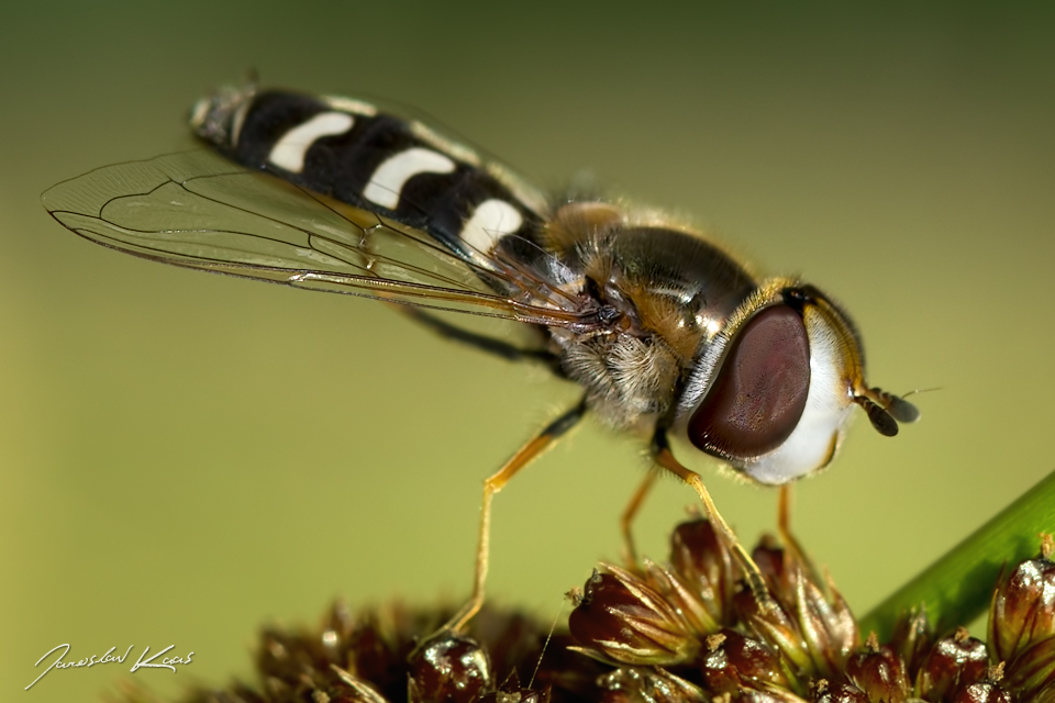 Pestřenka hrušňová - samice (Scaeva pyrastri - female), Krkonošský národní park