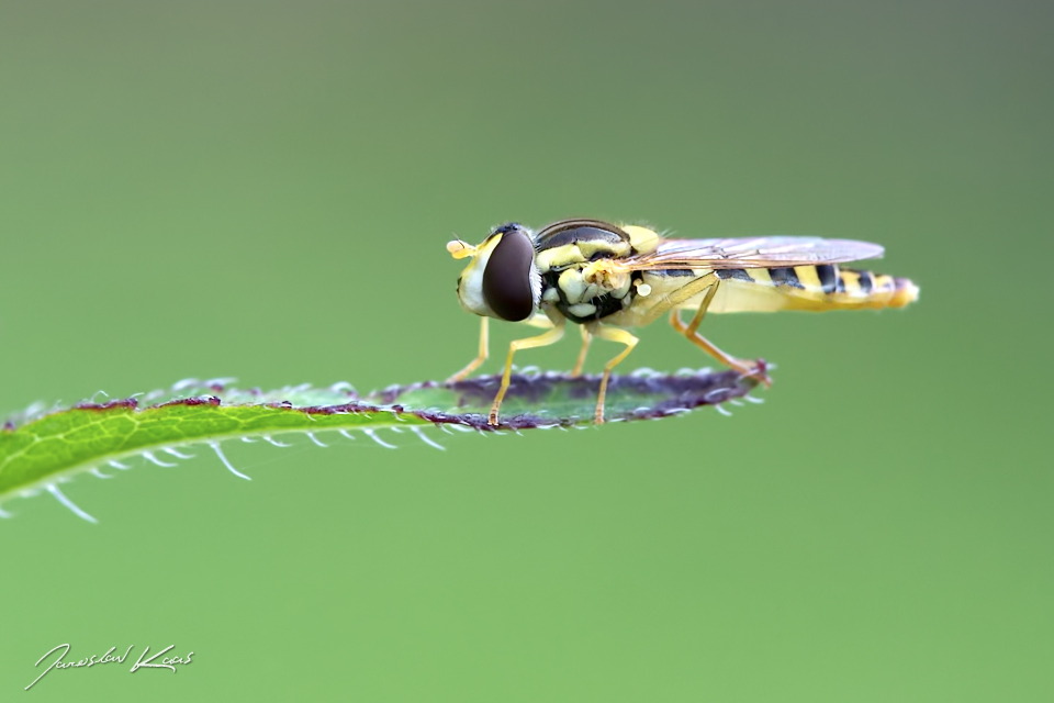 Pestřenka psaná - samice (Sphaerophoria scripta - female), Hradišťany