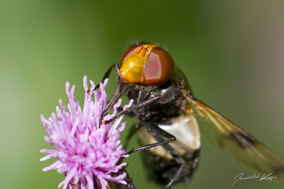 Pestřenka prosvítavá - samice (Volucella pellucens - female), Hradišťany