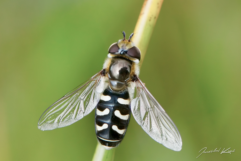 Pestřenka hrušňová - samice (Scaeva pyrastri - female), Krušné hory